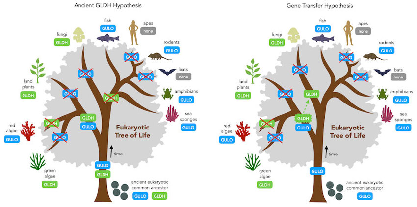 In the Ancient GLDH hypothesis, both GULO and GLDH were present in the eukaryotic common ancestor, then each species lost one or the other. In the Gene Transfer hypothesis, only GULO was present in the last eukaryotic common ancestor, it was duplicated to produce GLDH, and GLDH entered other species via horizontal gene transfer.