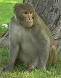 Rhesus macaque sitting on grass against a tree trunk.