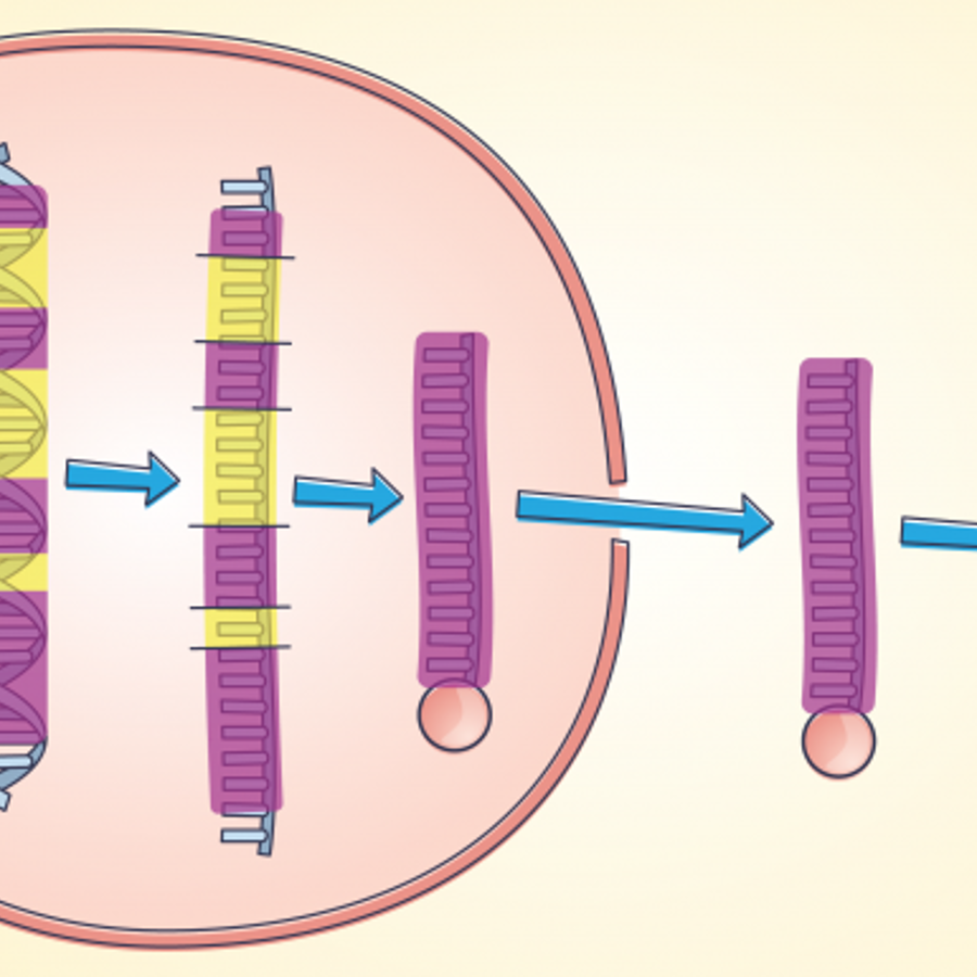 What is the evolutionary significance of introns? - The Tech Interactive