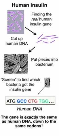 Human insulin DNA.