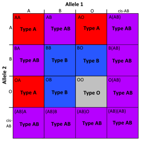Blood type genotypes and phenotypes, including cis-AB