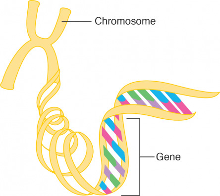 Chromosome and gene diagram.