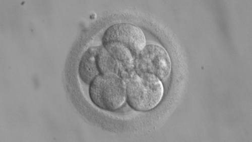 8 cell embryo