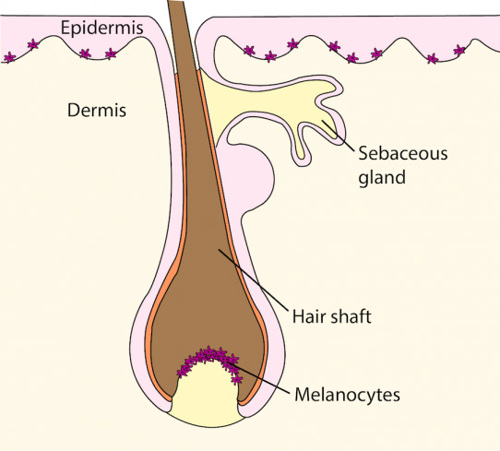 Hair follicle and skin layers. Diagram.
