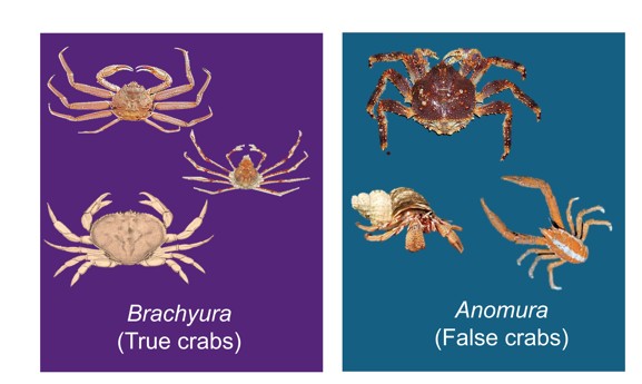 Image of true crabs on the left compared to false crabs on the right