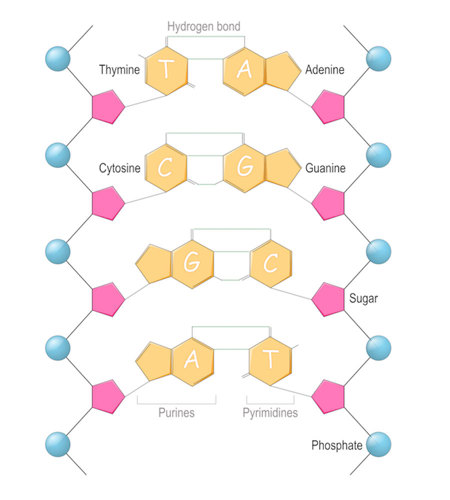 DNA structure.