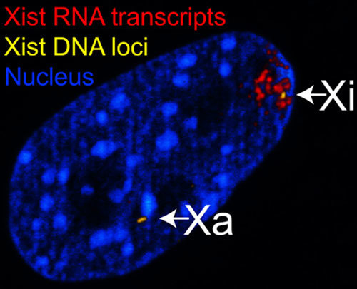 DNA and RNA stain.