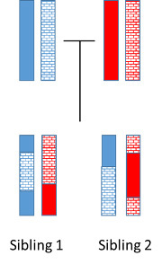 Chromosome inheritance in siblings.