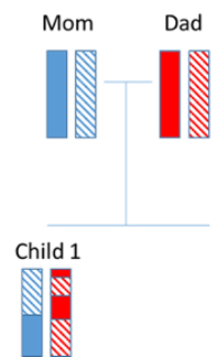 Chromosome inheritance.