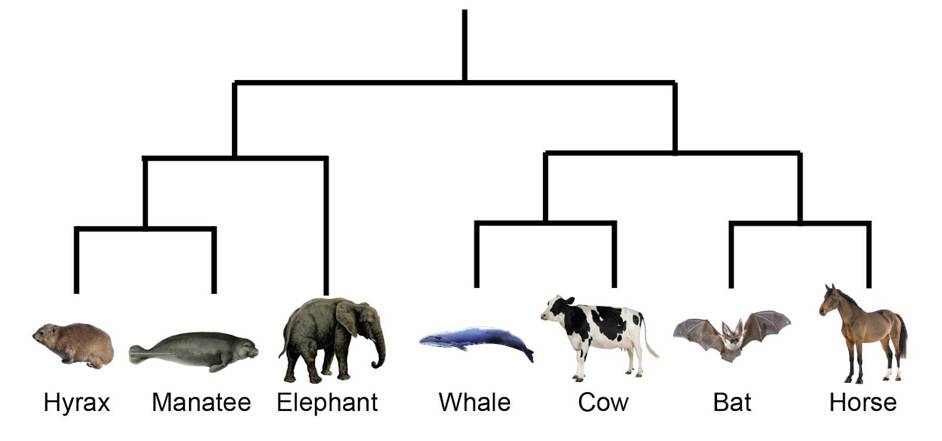 One main branch bifurcates into two clades. In one clade, one branch leads to horses and bats while another leads to whales and cows. In the other clade are elephants, manatees, and hyraxes, in which manatees and hyraxes are more closely related.