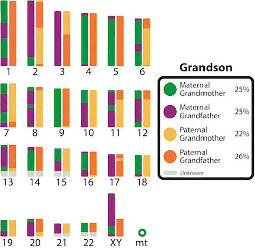 Color coded DNA inherited from each grandparent.