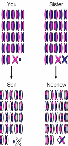 Chromosome inheritance