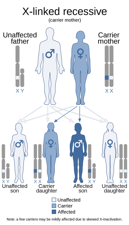 X-linked recessive gene inheritance.