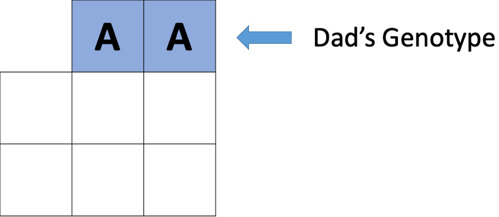 Blood type genotypes with phenotypes.