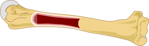 Humerus bone.