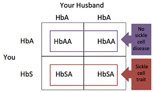 Filled punnett square.