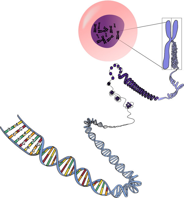 Pieces of DNA are coiled into chromosomes, which are located within the cell.