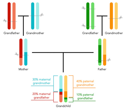 A three-generation family tree with differently-colored chromosomes showing how DNA is shuffled before it is inherited.