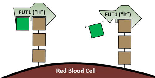 Diagram of different sugars on a red blood cell, with FUT1 adding the second-to-last block on a chain.