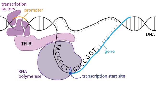 Diagram of RNA polymerase lining up at the transcription start site