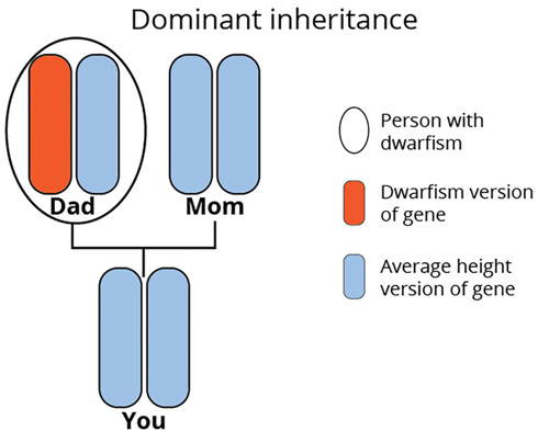 Dominant inheritance.