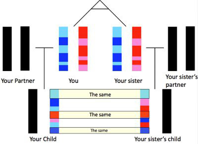 Recombination of identical twin sisters and their children who have similar chromosomes.