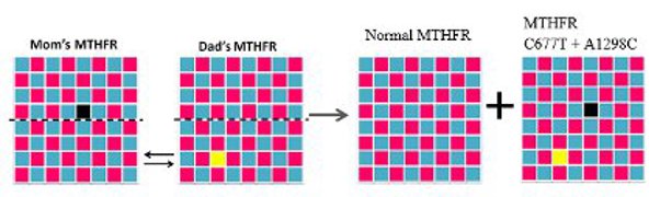 Recombination.