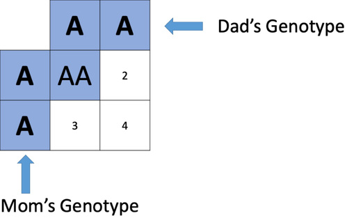 AA blood type punnett square.