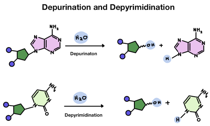 Depurination and depyrimidination