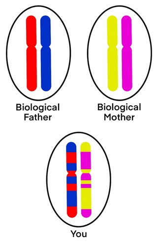 Chromosome inheritance.