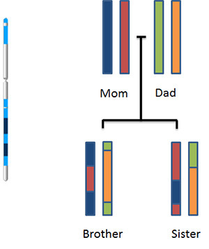 Sibling chromosomes.