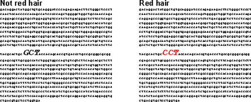 DNA sequence for two MC1R alleles