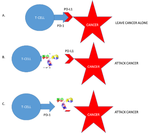 How PD1 and its receptors work