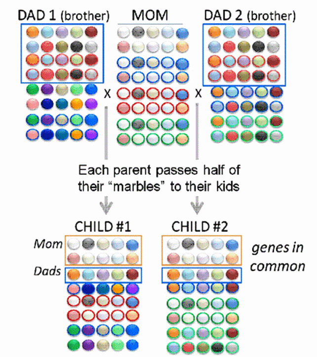 Marble inheritance of siblings.