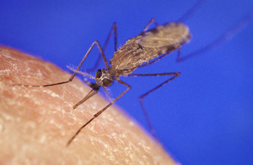 Anopheles mosquito.