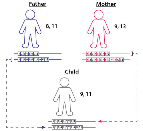 Inheritance of DNA repeat.