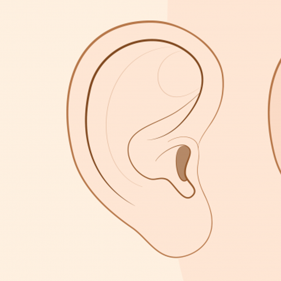 How Are Hanging Or Attached Earlobes Inherited The Tech Interactive