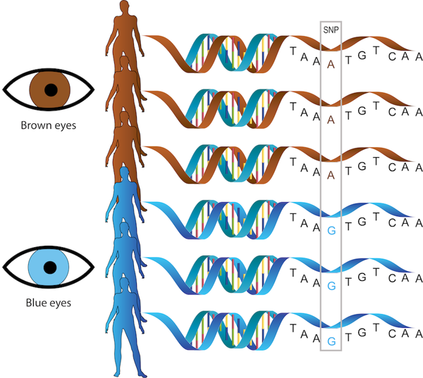3 sequences of DNA with an “A” that have brown eyes, and 3 sequences with a “G” and blue eyes.