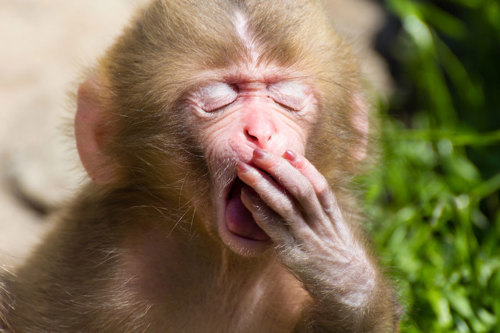 Yawning macaque.