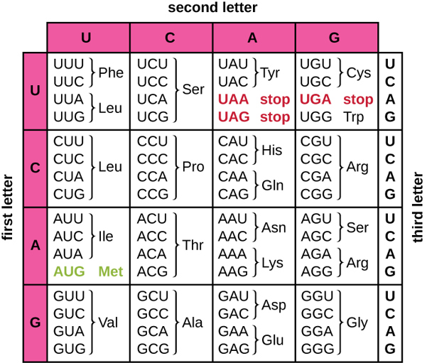 Codon table.