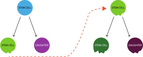 Stem cell