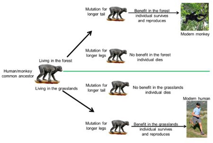 Speciation of humans and monkeys.
