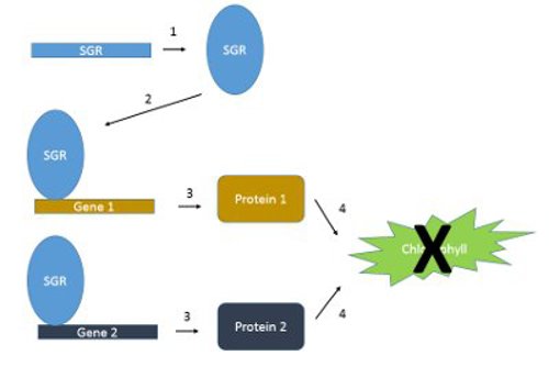 Molecular mechanism of SGR gene in yellow peas.