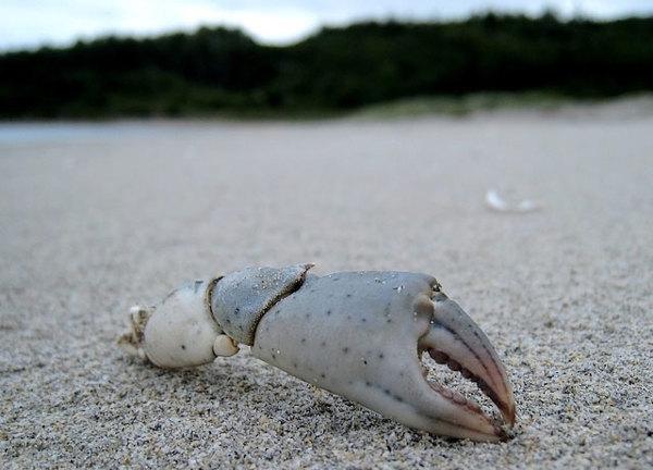 A crab claw on a beach.