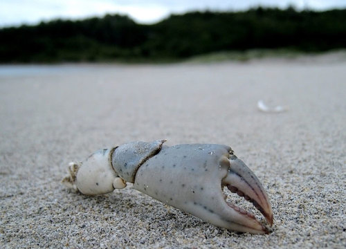A crab claw on a beach.