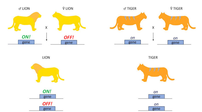 Imprinting in a lion/lion pairing compared to a tiger/tiger pairing.