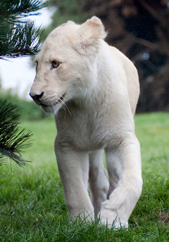 White lion.