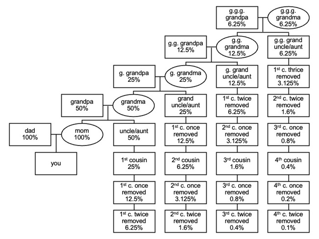 Inheritance percentages.