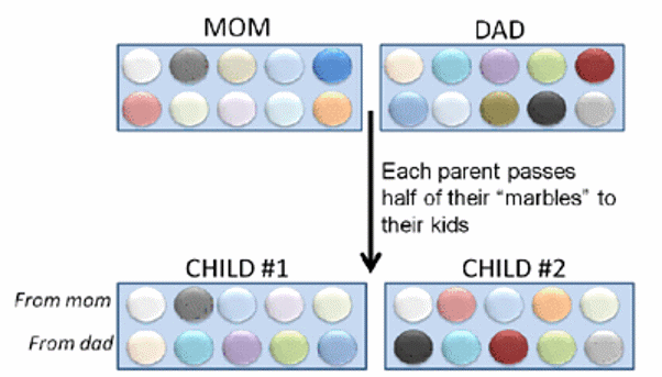 Marble inheritance.