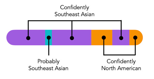 An identical chromosome to the one in the last image, but now the previously unassigned teal block is labeled “Probably Southeast Asian.”